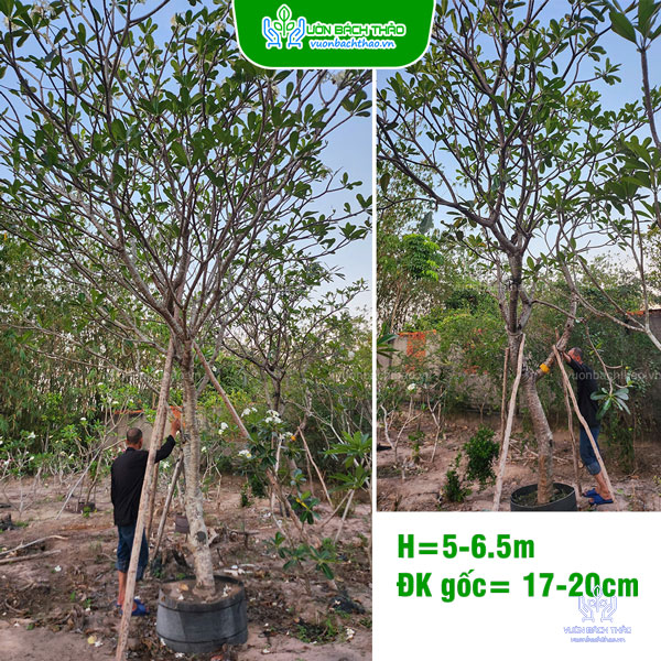 Cây Sứ Đại Hoa Trắng