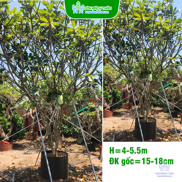 Cây Sứ Đại Hoa Trắng