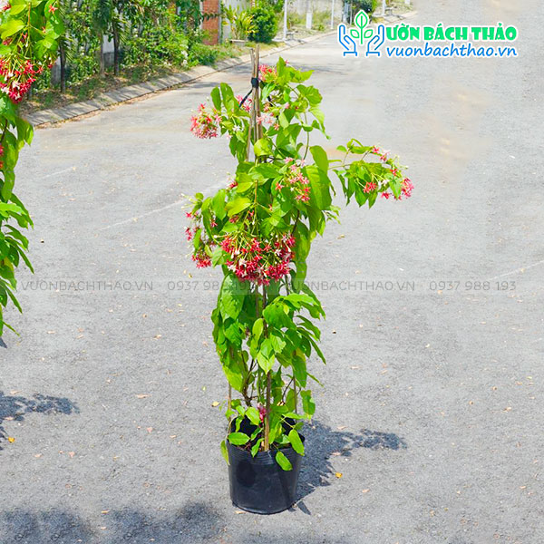 Cây Sử Quân Tử (Dây Giun)