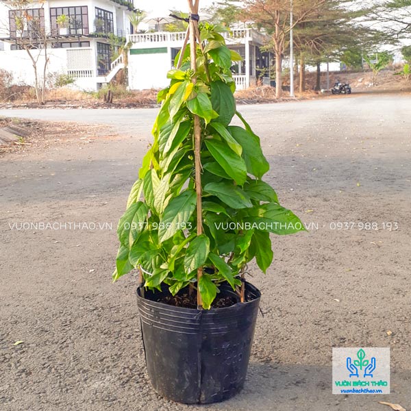 Cây Sử Quân Tử (Dây Giun)