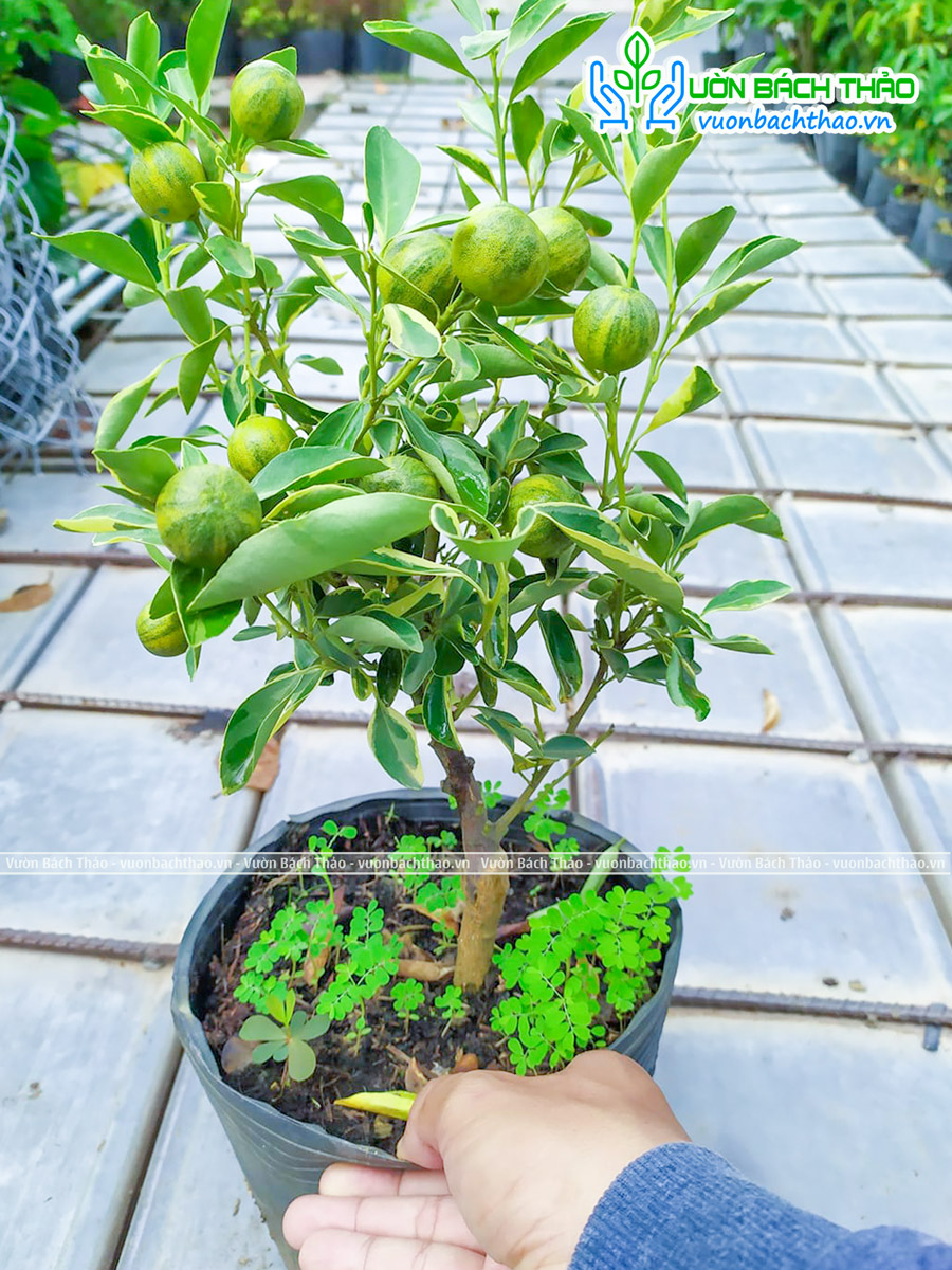 Cây Tắc Cẩm Thạch