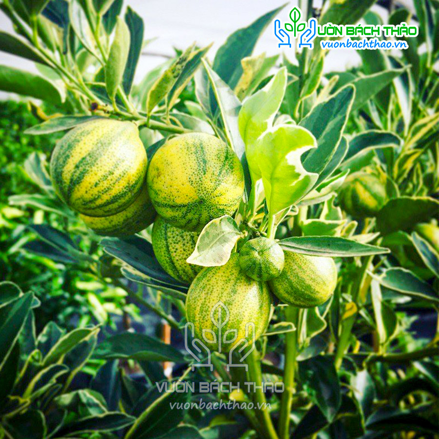 Cây Tắc Cẩm Thạch