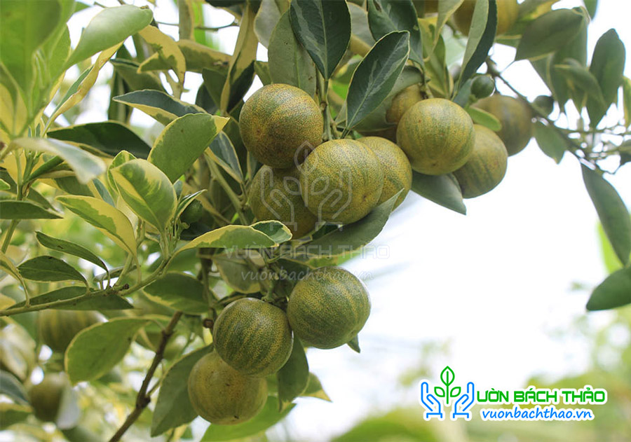 Cây Tắc Cẩm Thạch