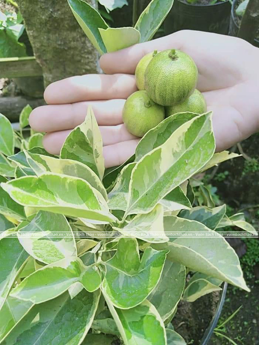 Cây Tắc Cẩm Thạch