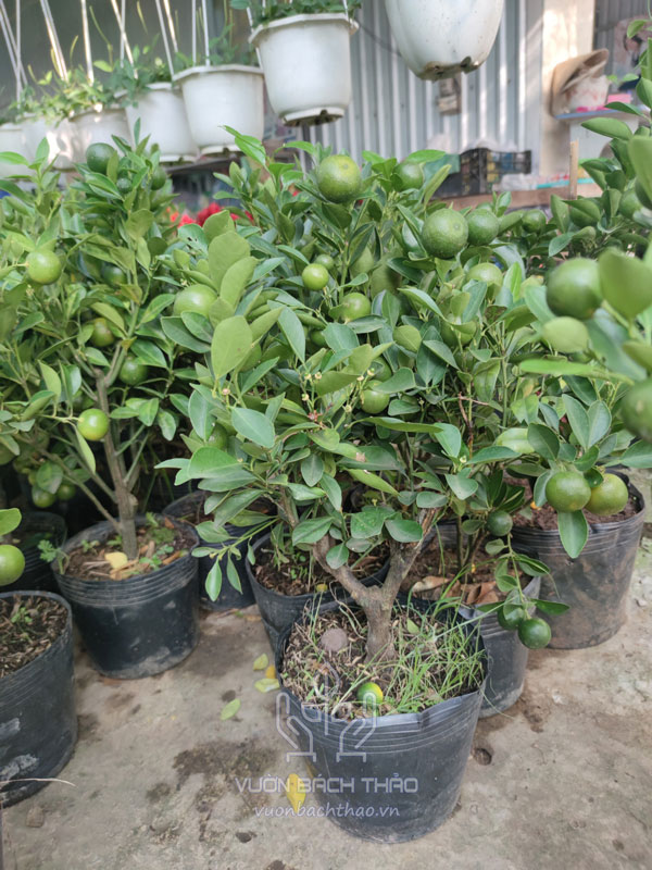 Cây Tắc Mini, Cây Hạnh Cảnh, Cây Quất Trưng Tết