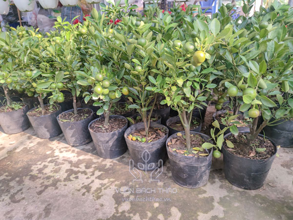 Cây Tắc Mini, Cây Hạnh Cảnh, Cây Quất Trưng Tết