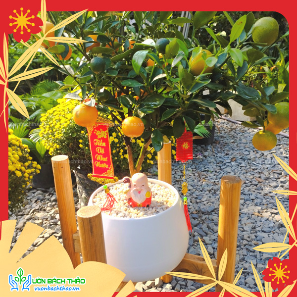 Cây Quất Phát Tài Để Bàn Trưng Tết