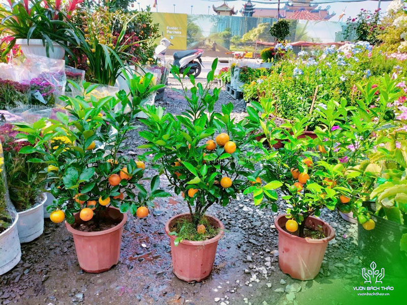 Cây Tắc Mini, Cây Hạnh Cảnh, Cây Quất Trưng Tết