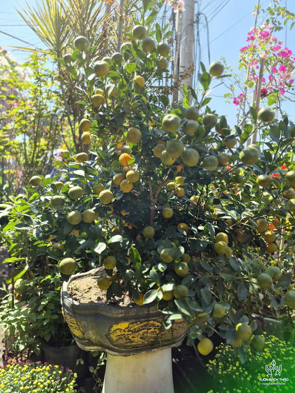 Cây Tắc Trưng Tết