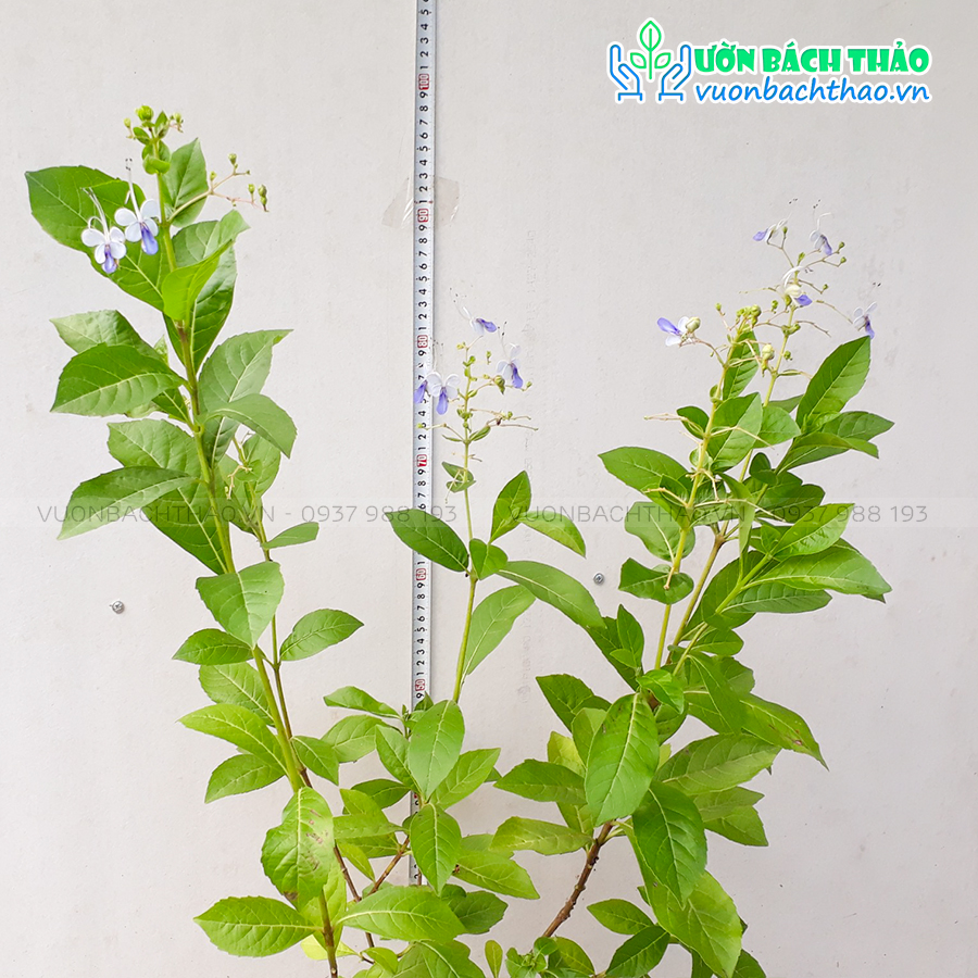 Cây Thanh Điệp (Cây Cánh Tiên)