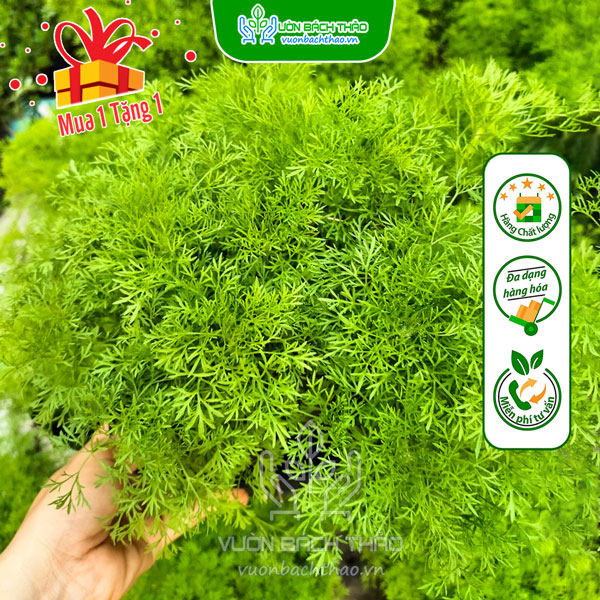 Cây Thì Là Thân Gỗ (Tùng Nam Mỹ)