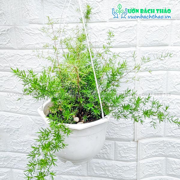 Cây Thiên Môn Đông Chậu Treo