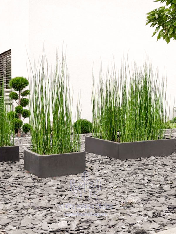 Cây Thiền Trúc Trồng Chậu (Mộc Tặc)