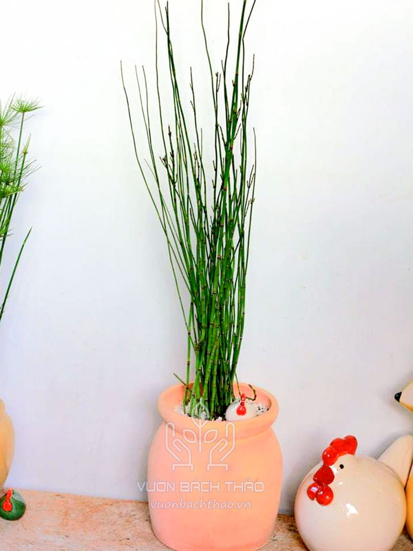 Cây Thiền Trúc Trồng Chậu (Mộc Tặc)