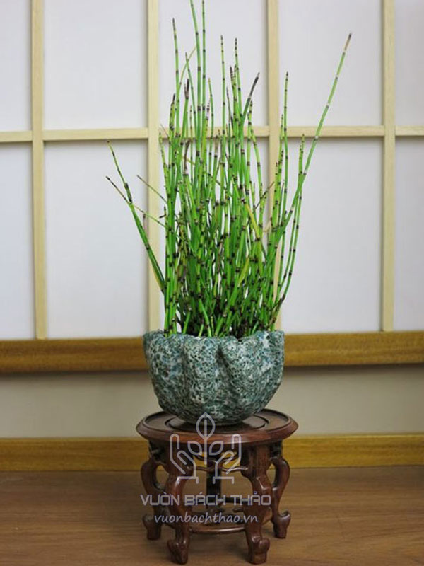 Cây Thiền Trúc Trồng Chậu (Mộc Tặc)