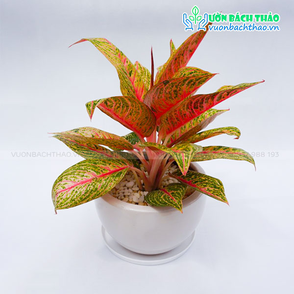 Cây Thịnh Vượng Để Bàn