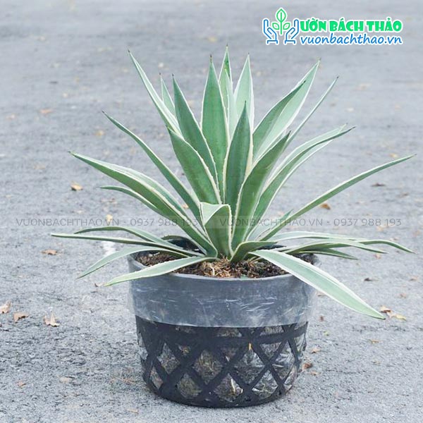 Cây Dứa Agao Lùn