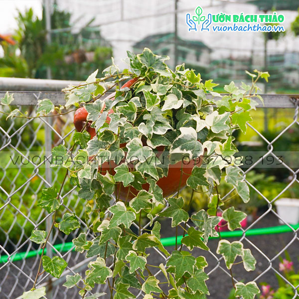 Cây Thường Xuân Chậu Treo