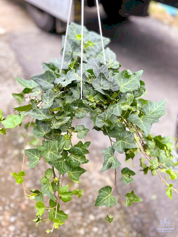 Cây Thường Xuân Chậu Treo