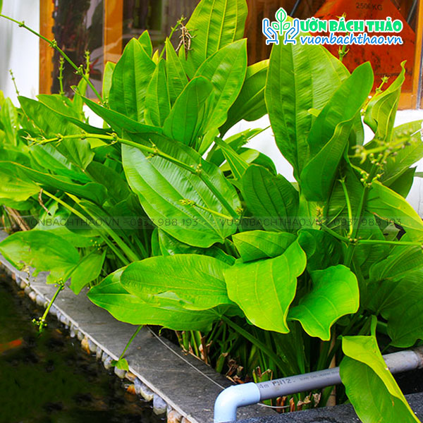 Cây Thủy Cúc (Bách Thủy Tiên)