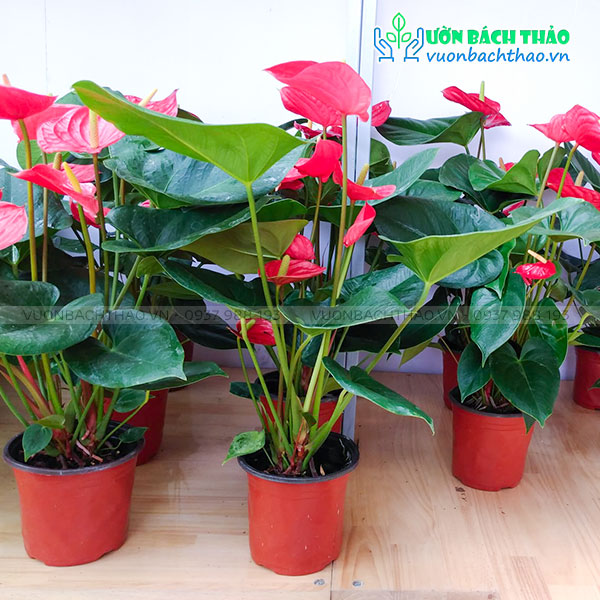 Cây Tiểu Hồng Môn