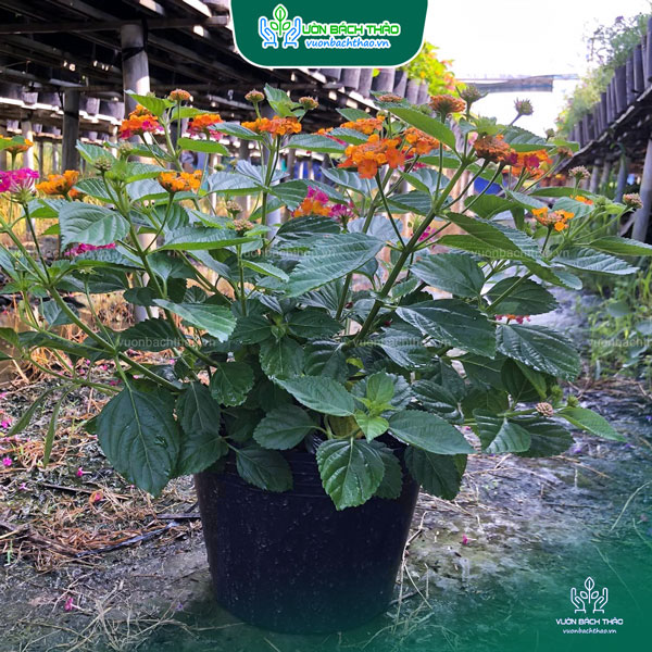 Cây Hoa Ngũ Sắc (Trâm Ổi)