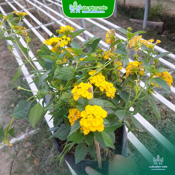 Cây Hoa Ngũ Sắc (Trâm Ổi)