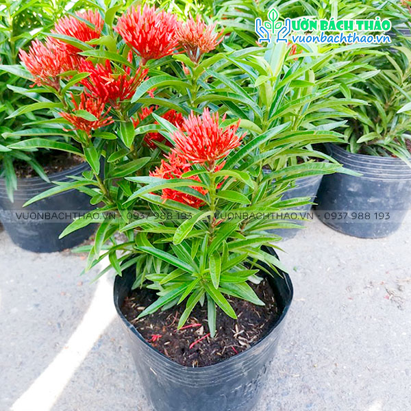 Cây Trang Đỏ Lá Kim