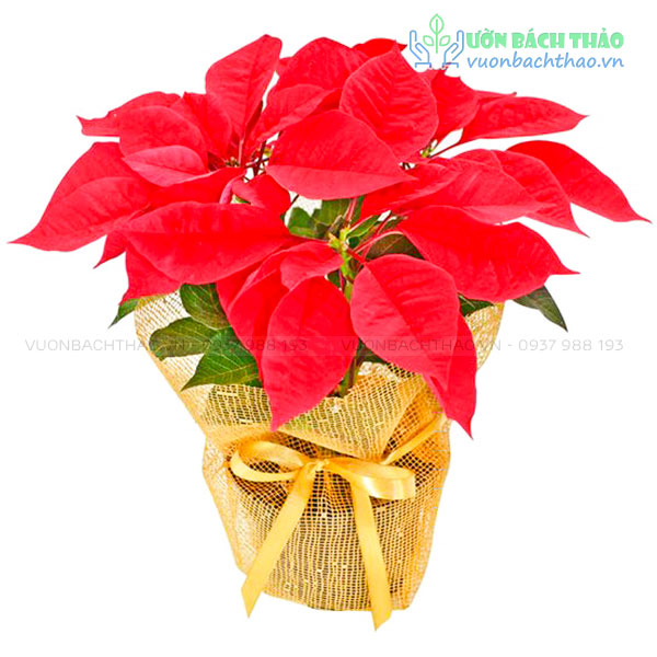 Cây Hoa Trạng Nguyên Quà Tặng