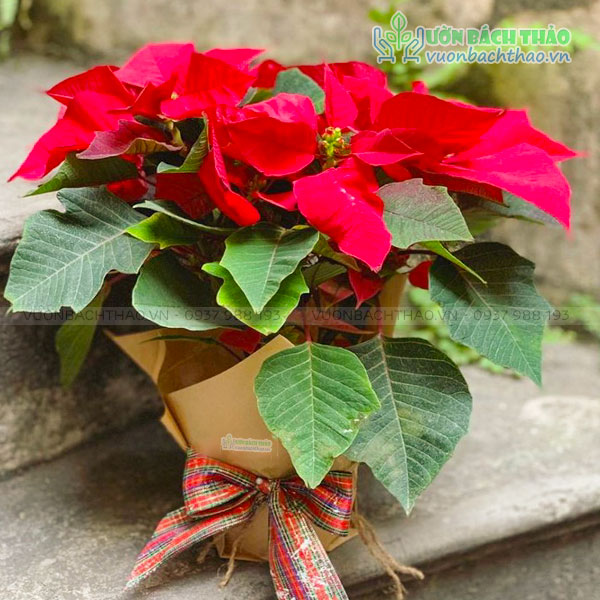 Cây Hoa Trạng Nguyên Quà Tặng