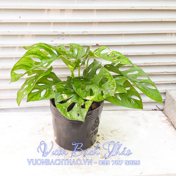 Cây Trầu Bà Cửa Sổ - Monstera Adansonii Var Adansonii