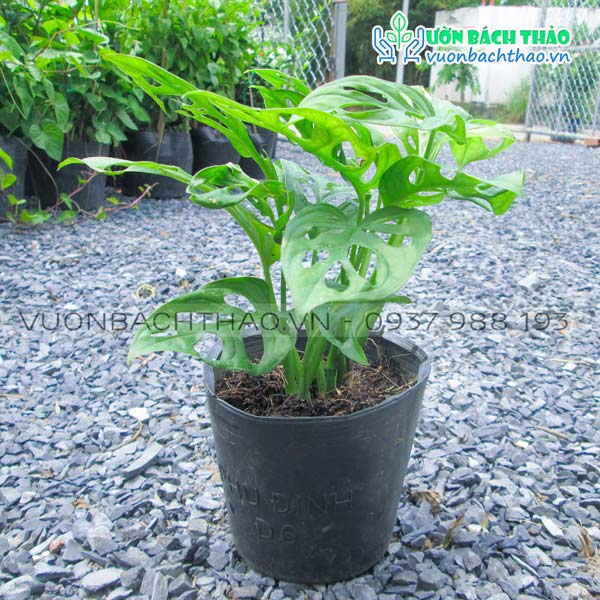 Cây Trầu Bà Cửa Sổ - Monstera Adansonii Var Adansonii