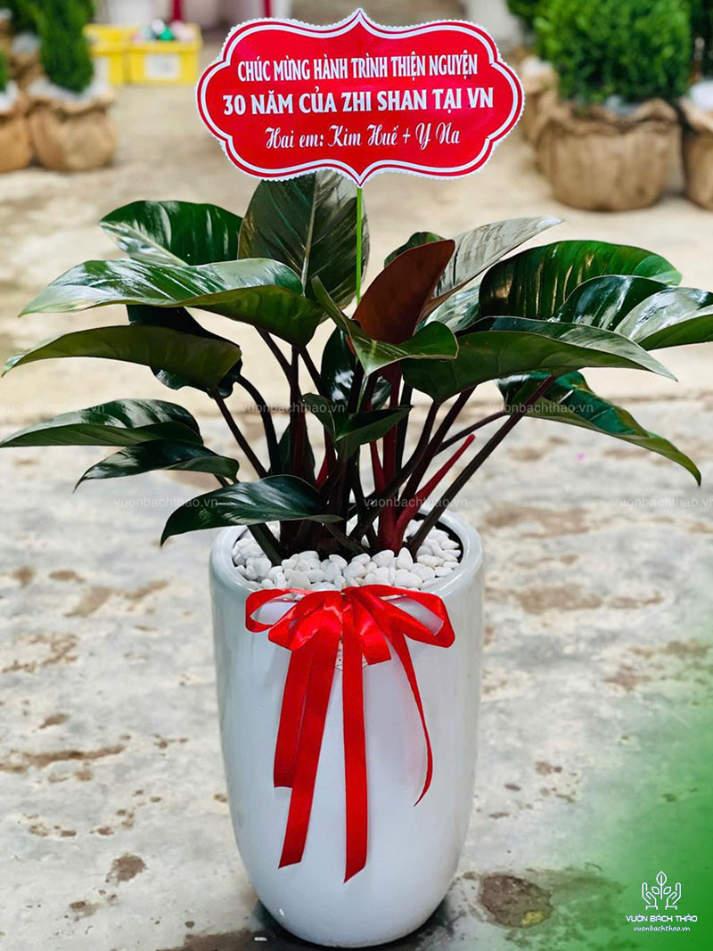 Cây Trầu Bà Đế Vương Tặng Khai Trương, Tân Gia, Khởi Công, Động Thổ