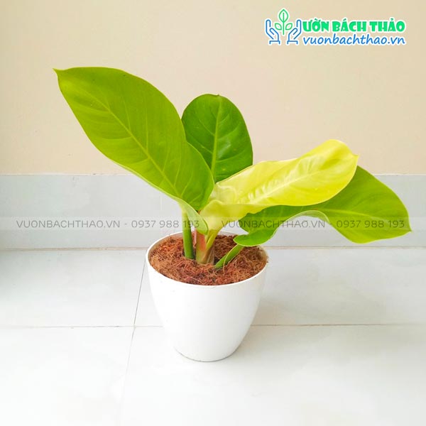 Cây Trầu Bà Đế Vương Vàng