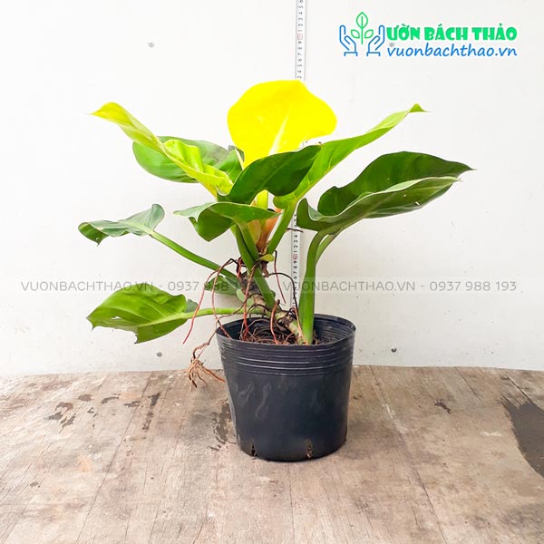 Cây Trầu Bà Đế Vương Vàng