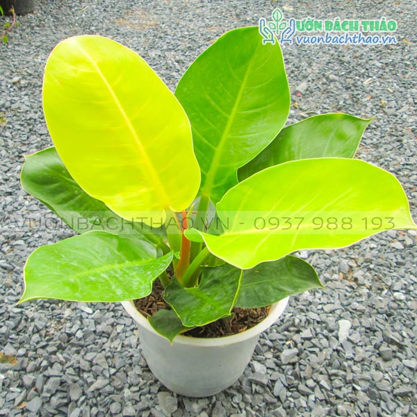 Cây Trầu Bà Đế Vương Vàng