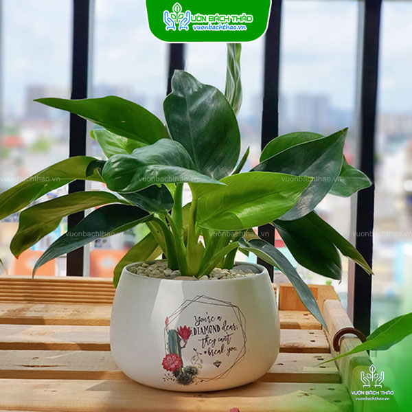 Cây Đế Vương Xanh Để Bàn