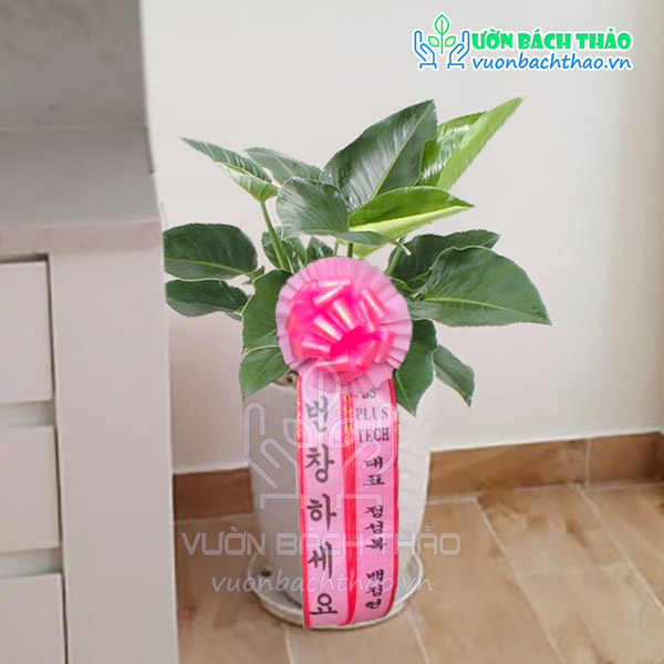 Cây Đế Vương Xanh Tặng Khai Trương, Tân Gia