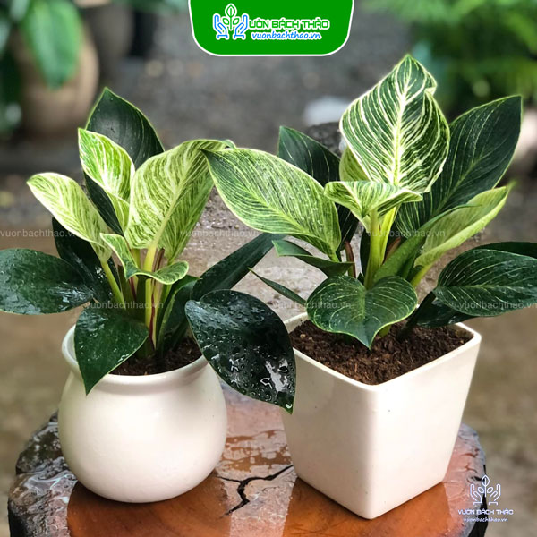 Cây Trầu Bà Hoàng Kim Để Bàn