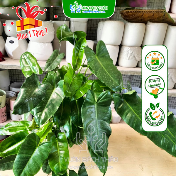 Cây Trầu Bà Hồng Hạc -  Philodendron Billietiae