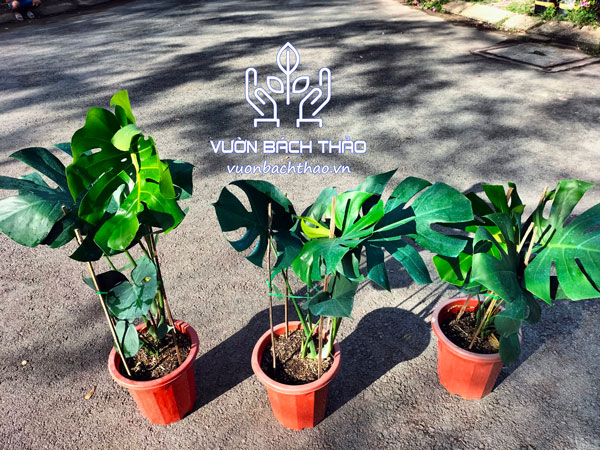 Cây Trầu Bà Nam Mỹ - Monstera Deliciosa