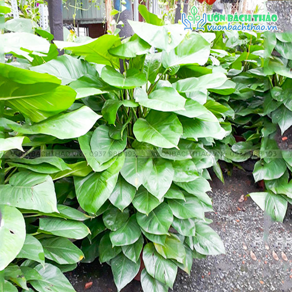 Cây Trầu Bà Leo Cột