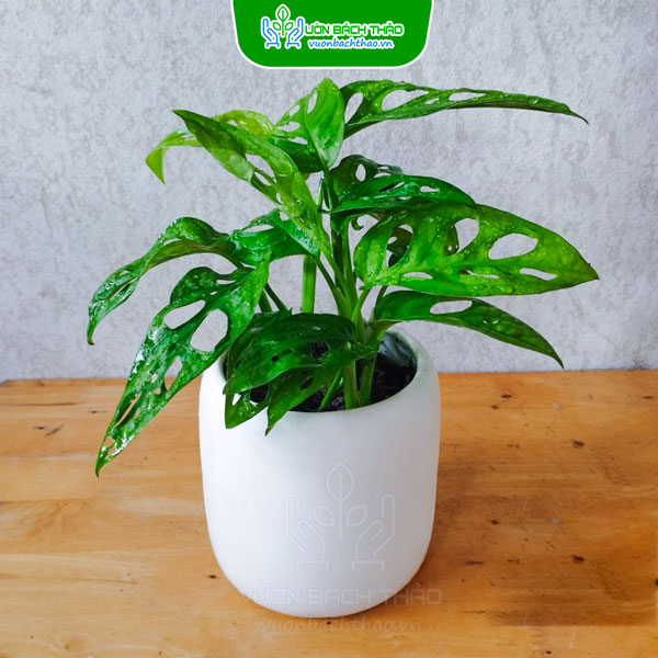 Cây Trầu Bà Lỗ Để Bàn