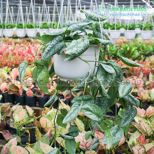 Cây Trầu Bà Lụa Chậu Treo