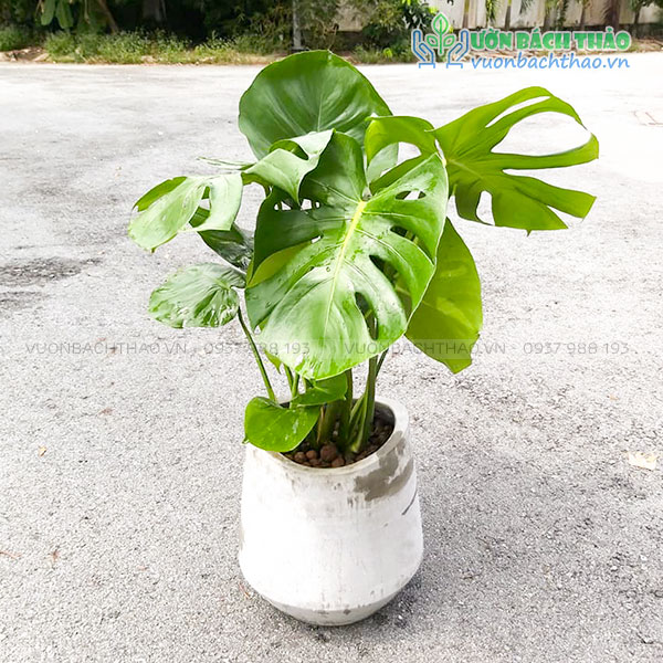 Cây Trầu Bà Nam Mỹ Chậu Đứng