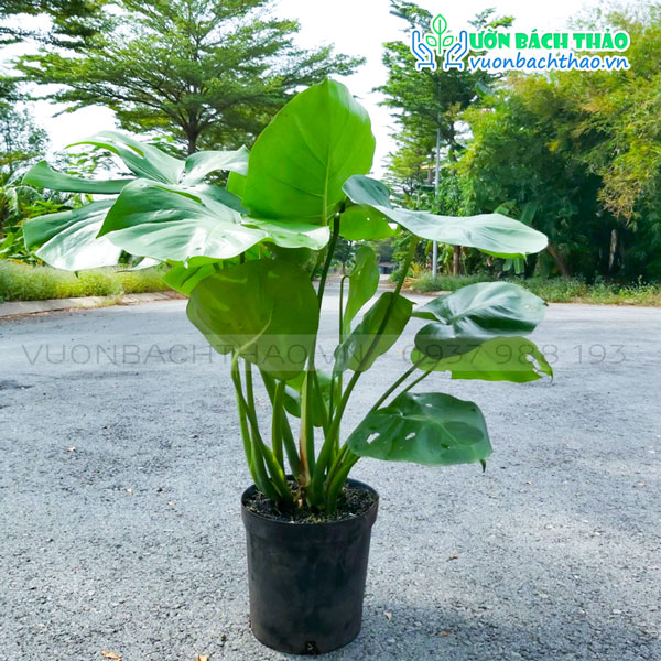 Cây Trầu Bà Nam Mỹ - Monstera Deliciosa