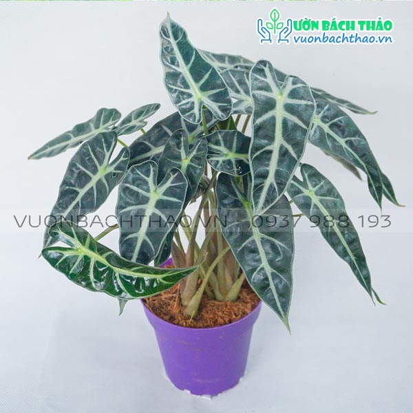 Cây Trầu Bà Quan Âm