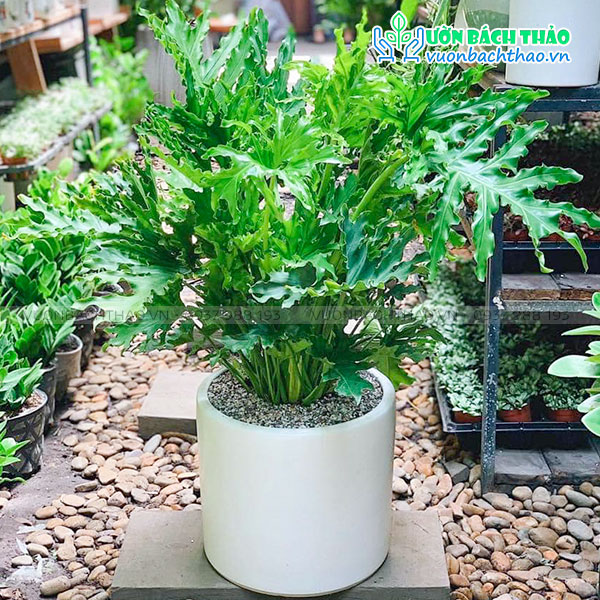 Cây Trầu Bà Thanh Xuân Để Sàn