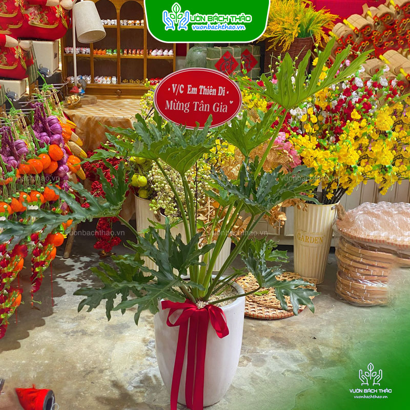 Cây Trầu Bà Thanh Xuân Tặng Khai Trương, Tân Gia, Khởi Công, Động Thổ