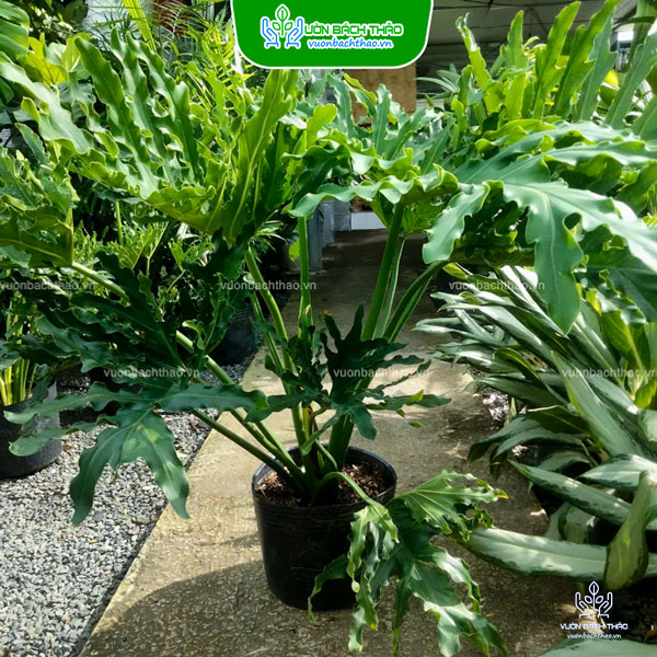 Cây Trầu Bà Thanh Xuân